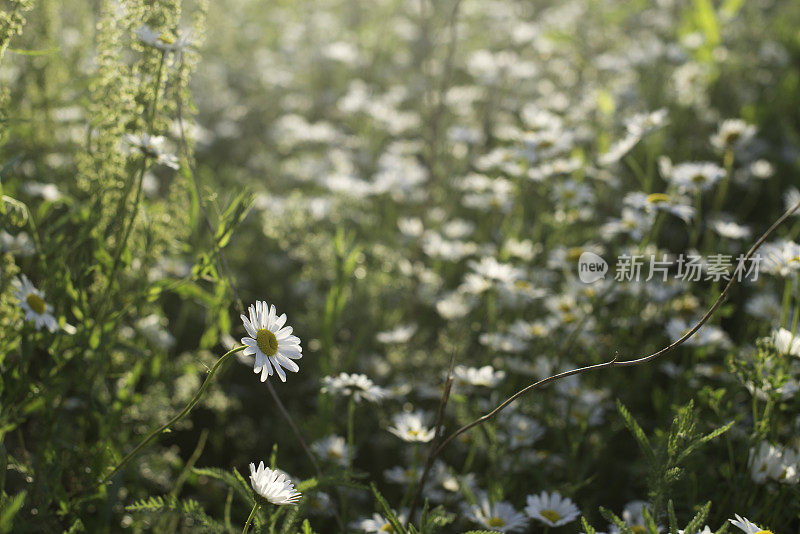 日落时草地上的洋甘菊，卡米尔，洋甘菊