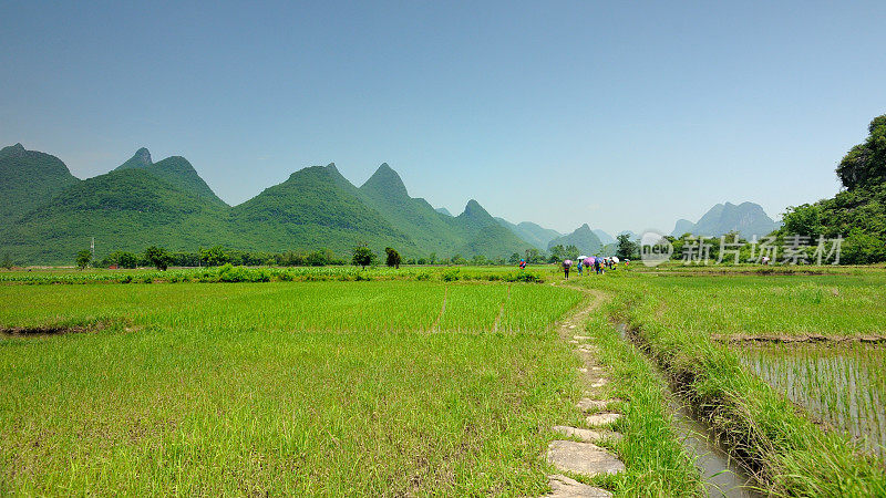 徒步旅行者穿过喀斯特地区的稻田04