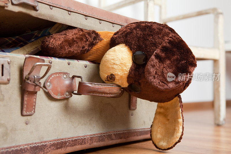 熊在一个封闭的公文包里