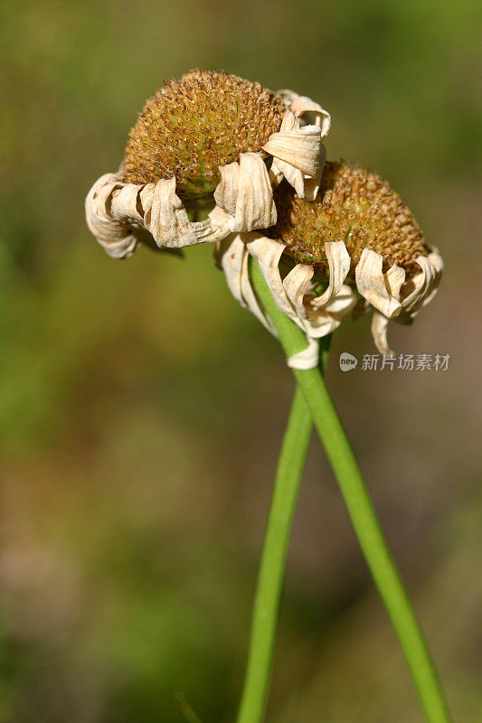 两朵古老的雏菊互相靠着