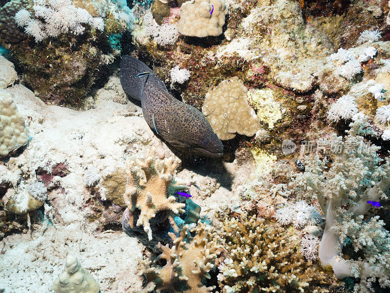 巨型海鳗:赤河鳗，圣约翰礁，红海