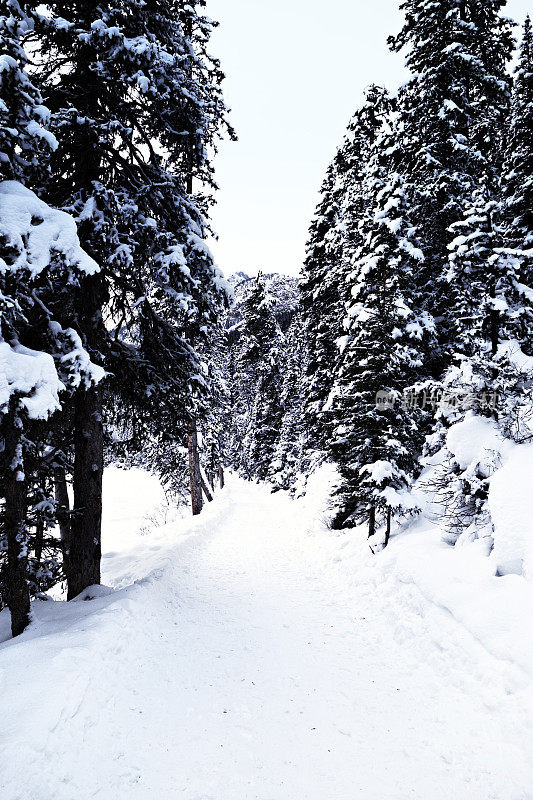 加拿大亚伯达省班夫国家公园路易斯湖上覆盖着白雪的云杉