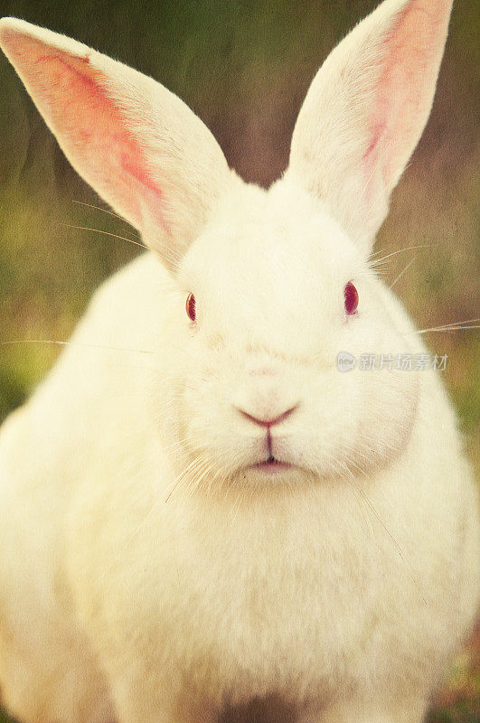白色的兔子