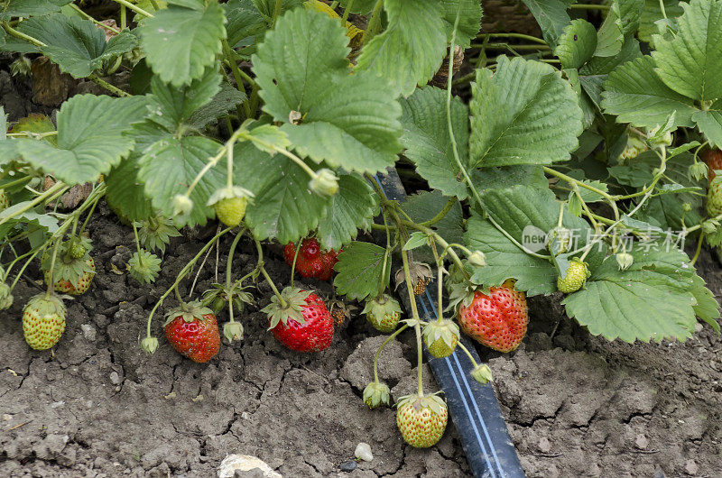 草莓有机种植及灌溉技术
