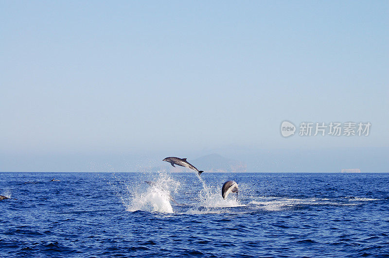 跳跃海豚-加拉帕戈斯-厄瓜多尔