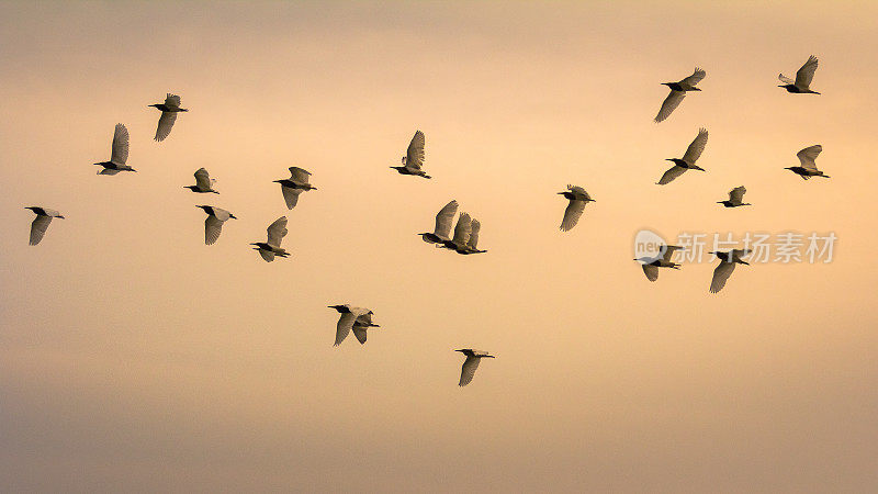 日落时天空中的一群海鸥