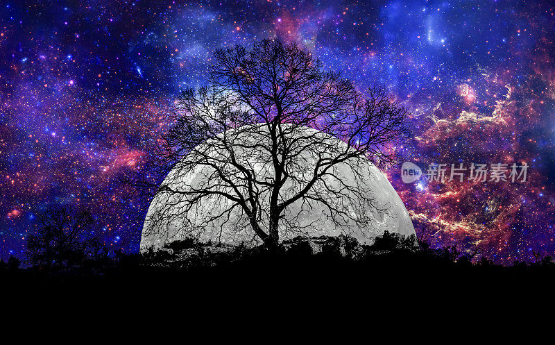 一棵最大月亮的孤独树，也被称为超级月亮。