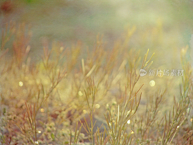 梦幻般的金色清晨草地在地面蠕虫的视野