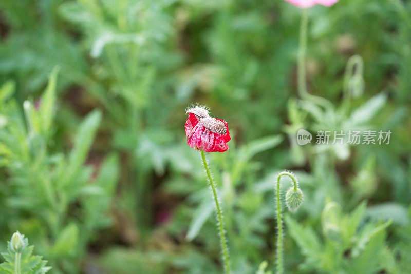 在阳光明媚的日子里，普通的罂粟花在花园里盛开