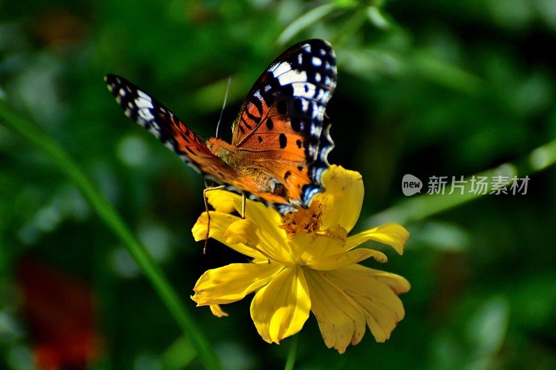 橙色宇宙花和蝴蝶