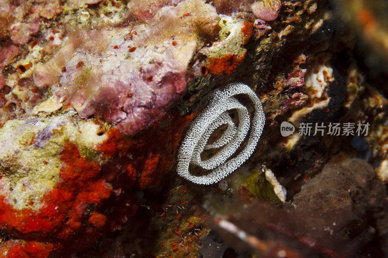海洋生物裸鳃海蛞蝓卵水下美丽