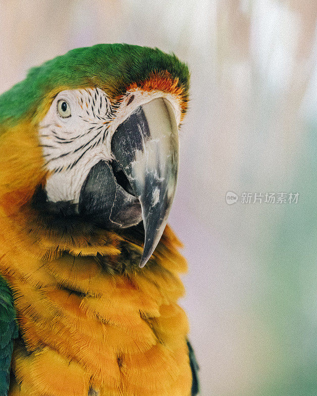 特写的卡特琳娜金刚鹦鹉，也被称为彩虹金刚鹦鹉，在巴哈马看到。
