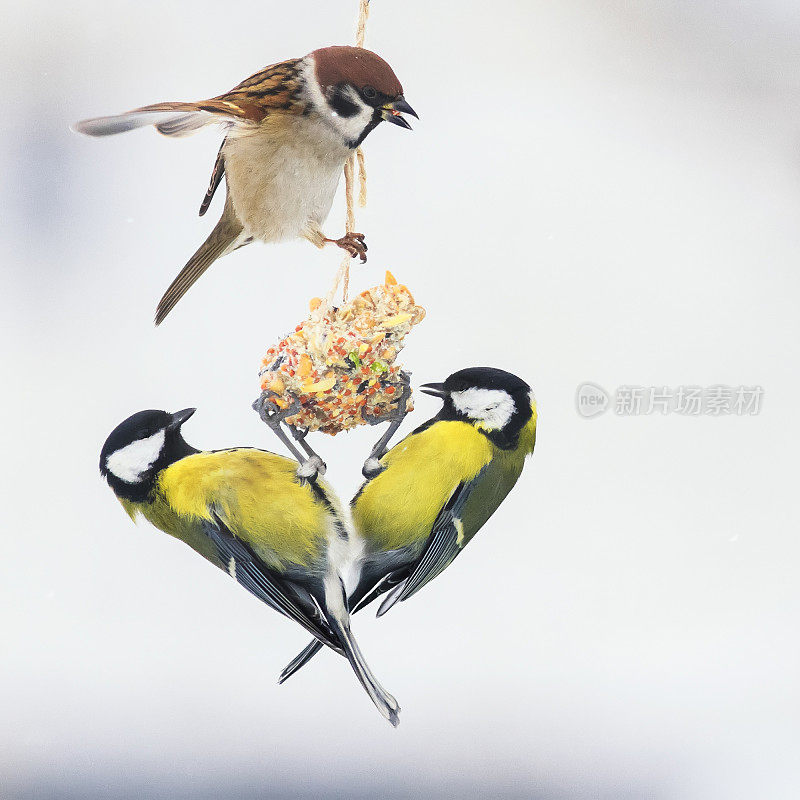 可爱饥饿的鸟儿山雀和麻雀飞来飞去，在喂食器前打架，吃种子