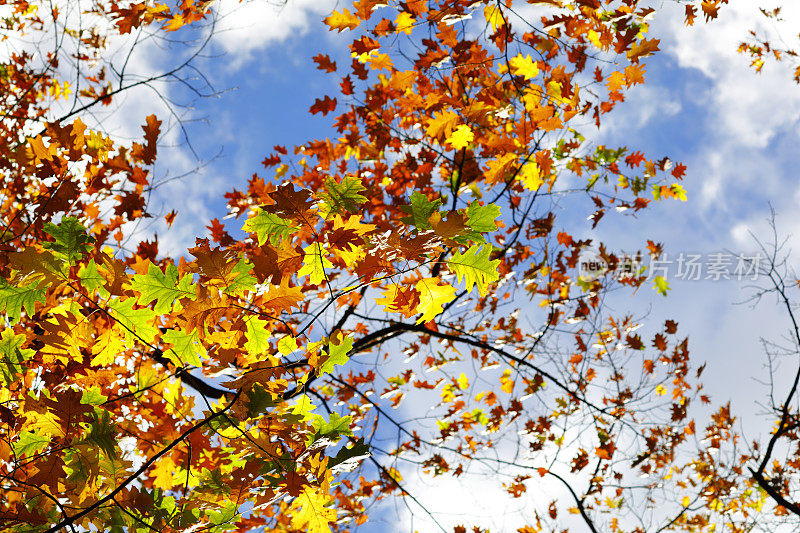 繁茂的树叶在灿烂的秋天阳光下。