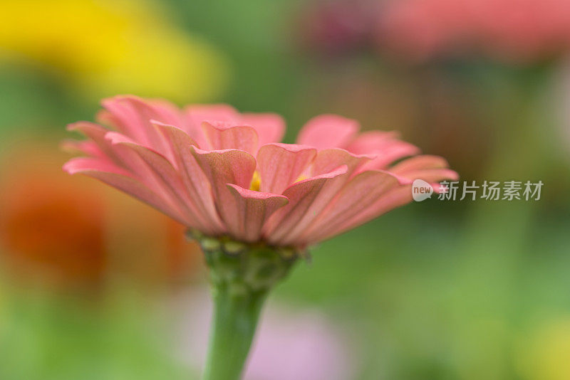 粉红色开花植物特写镜头