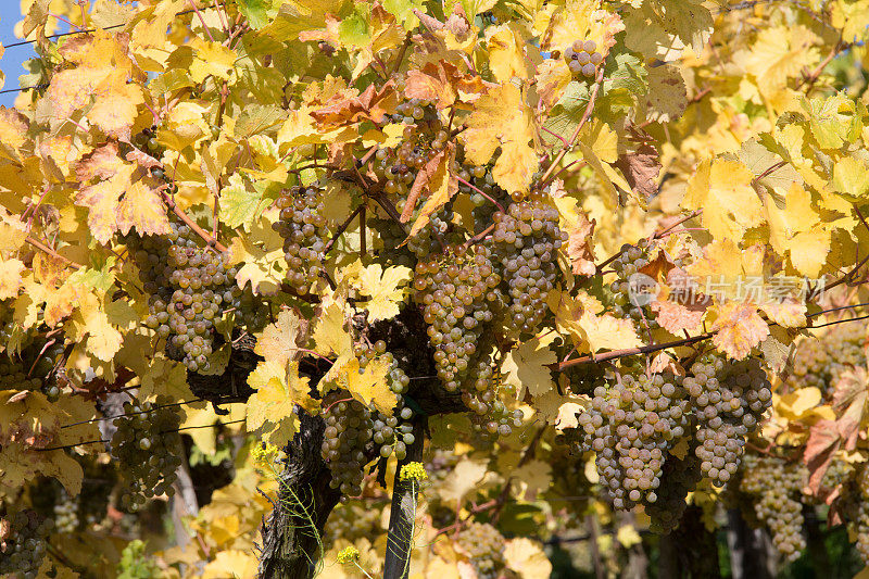 多瑙河边上的瓦霍在金色的秋天种葡萄