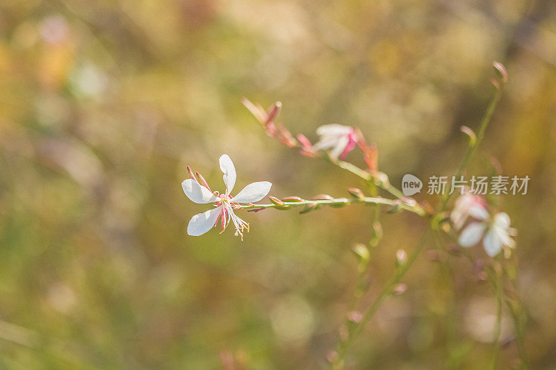 高拉林海美瑞多年生白花在柔软和梦幻的散景背景。