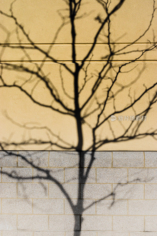 一棵光秃秃的树的影子在砖墙和灰泥外墙上