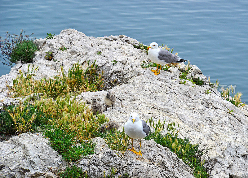 意大利的里雅斯特，亚得里亚海附近岩石上的海鸥一家