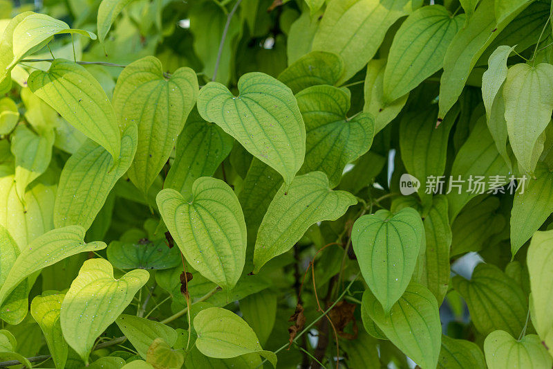 山药叶为淡绿色植物基色背景图案