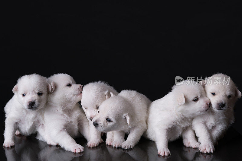 白色组幼犬英国博美犬