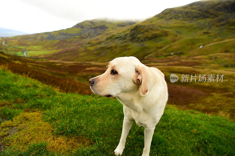 英国湖区的拉布拉多寻回犬