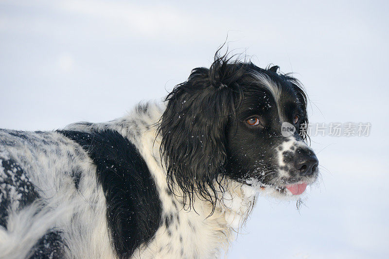 近距离观察站在雪地里的西班牙猎犬