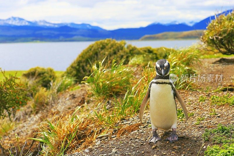 永不止步!巴布亚企鹅徒步行走在一个隐蔽的海滩，火地岛，阿根廷-南美