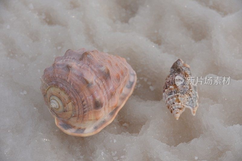 死海的贝壳