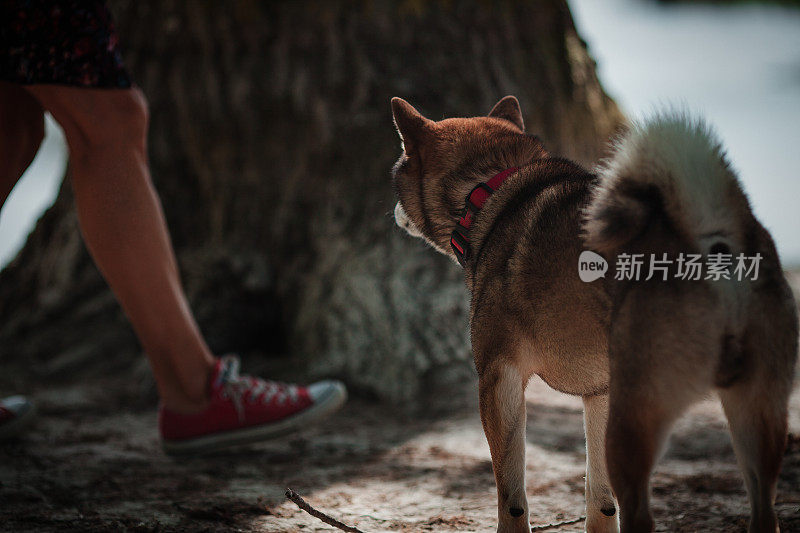 日本柴犬和主人在池塘边