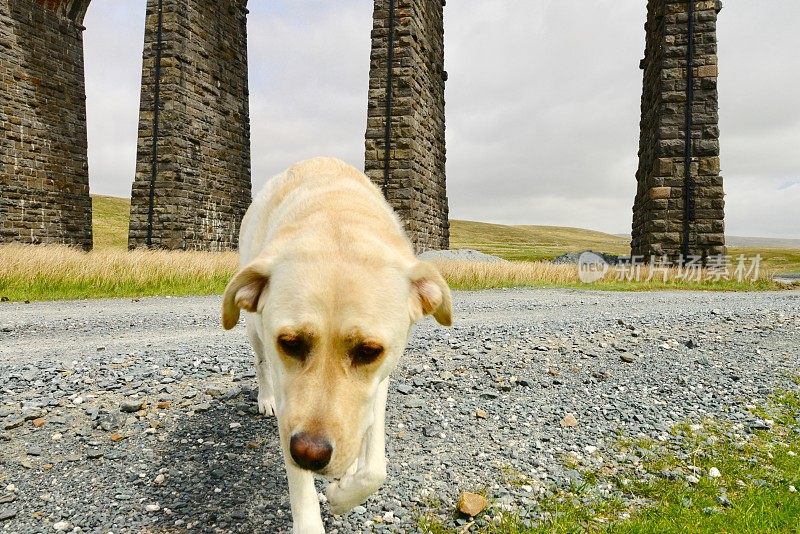 英国乡村的拉布拉多寻回犬