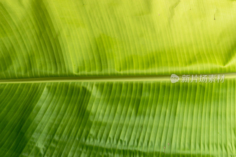 绿色植物叶香蕉