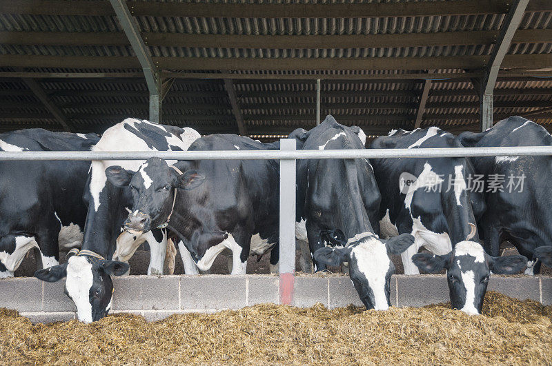 英格兰西南部牲口棚里的牛