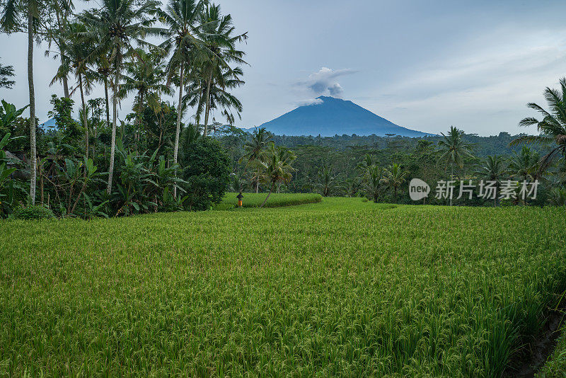 印尼巴厘岛乌布附近的阿贡火山和稻田