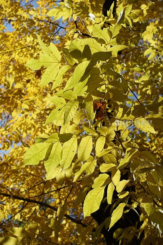 秋天红色灰烬的金色叶子