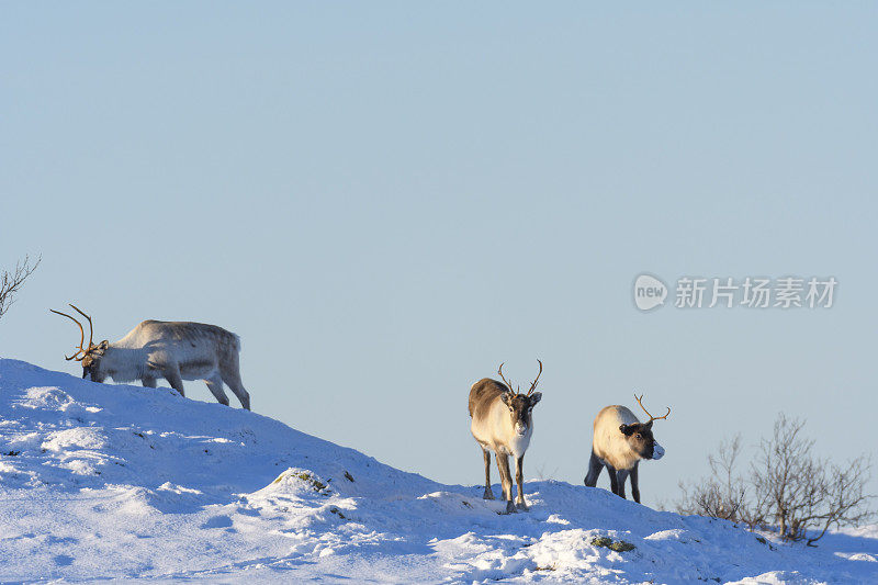 冬天，挪威北部的驯鹿在雪地里吃草