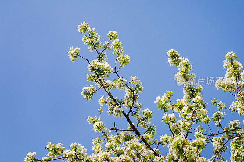 春天开花的苹果树。