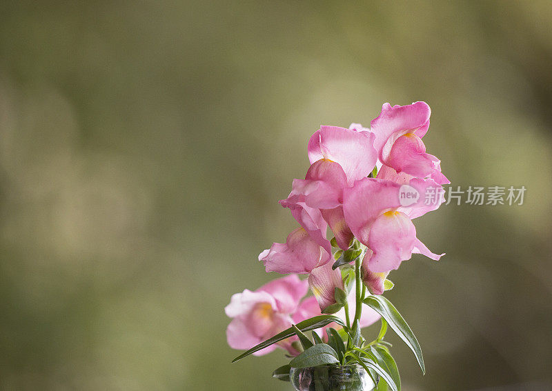 粉红色的Snapdragon