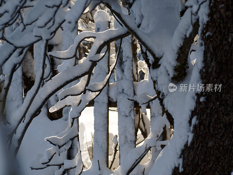 树枝上有厚厚的积雪