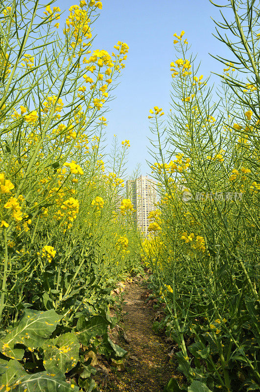 油菜花领域