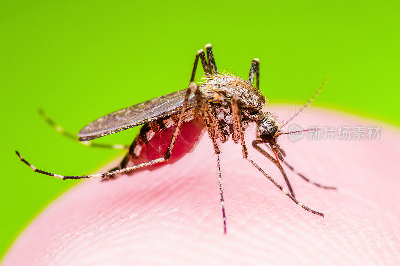 黄热病，疟疾或寨卡病毒感染的蚊子昆虫宏观绿色背景