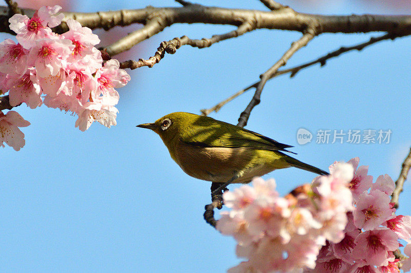 樱花和日本白眼