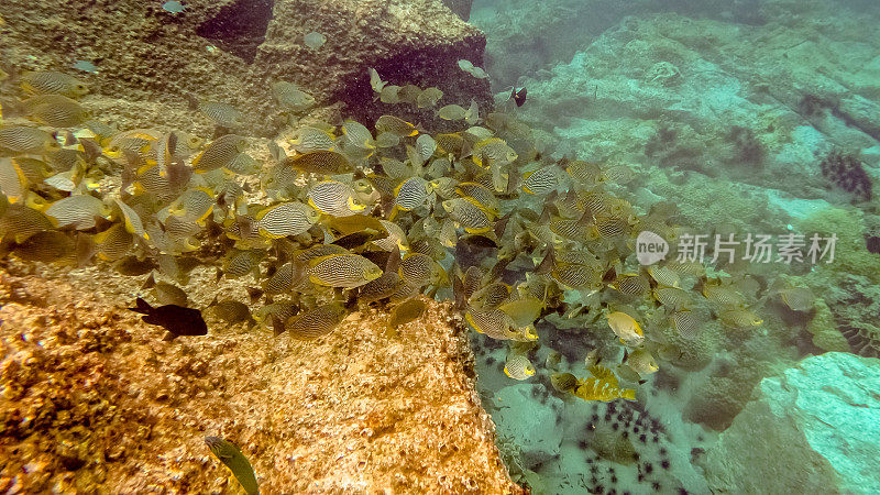 泰国珊瑚礁上的一群掠鱼