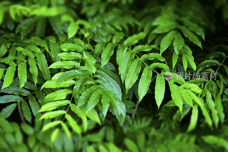 热带植物-背景-丛林