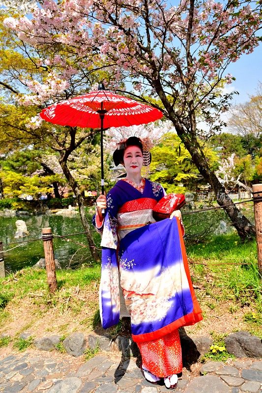 日本妇女在樱花下站在宫子的服装，京都
