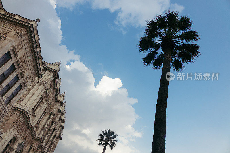 伊斯坦布尔的棕榈树和Dolmabahce宫殿