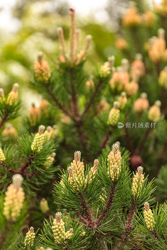 针叶植物-松树