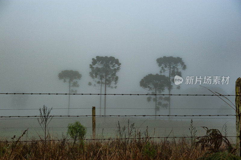 乡村风景——沙枣在大雾弥漫的田野里