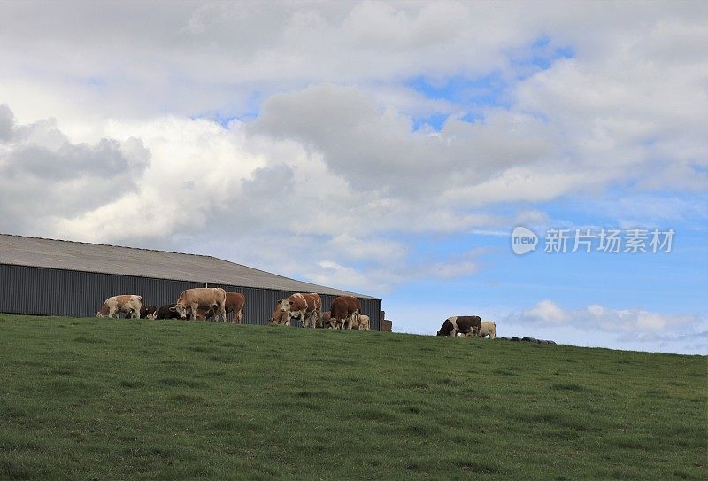 田间肉牛