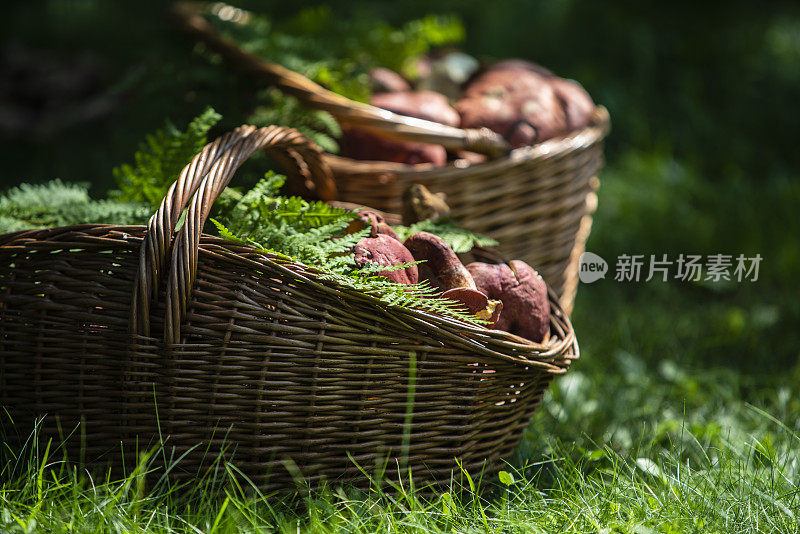 森林里的夏季收获。草地上新鲜采摘的野生食用蘑菇装满了两个篮子